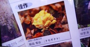 タモギダケ佳作