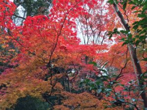 青蓮院門跡 紅葉