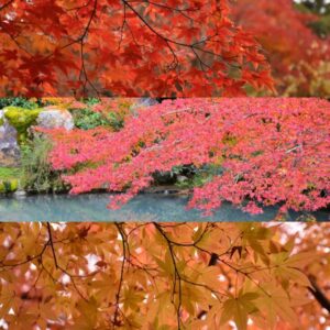 青蓮院門跡 紅葉1