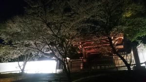 青蓮院門跡 桜